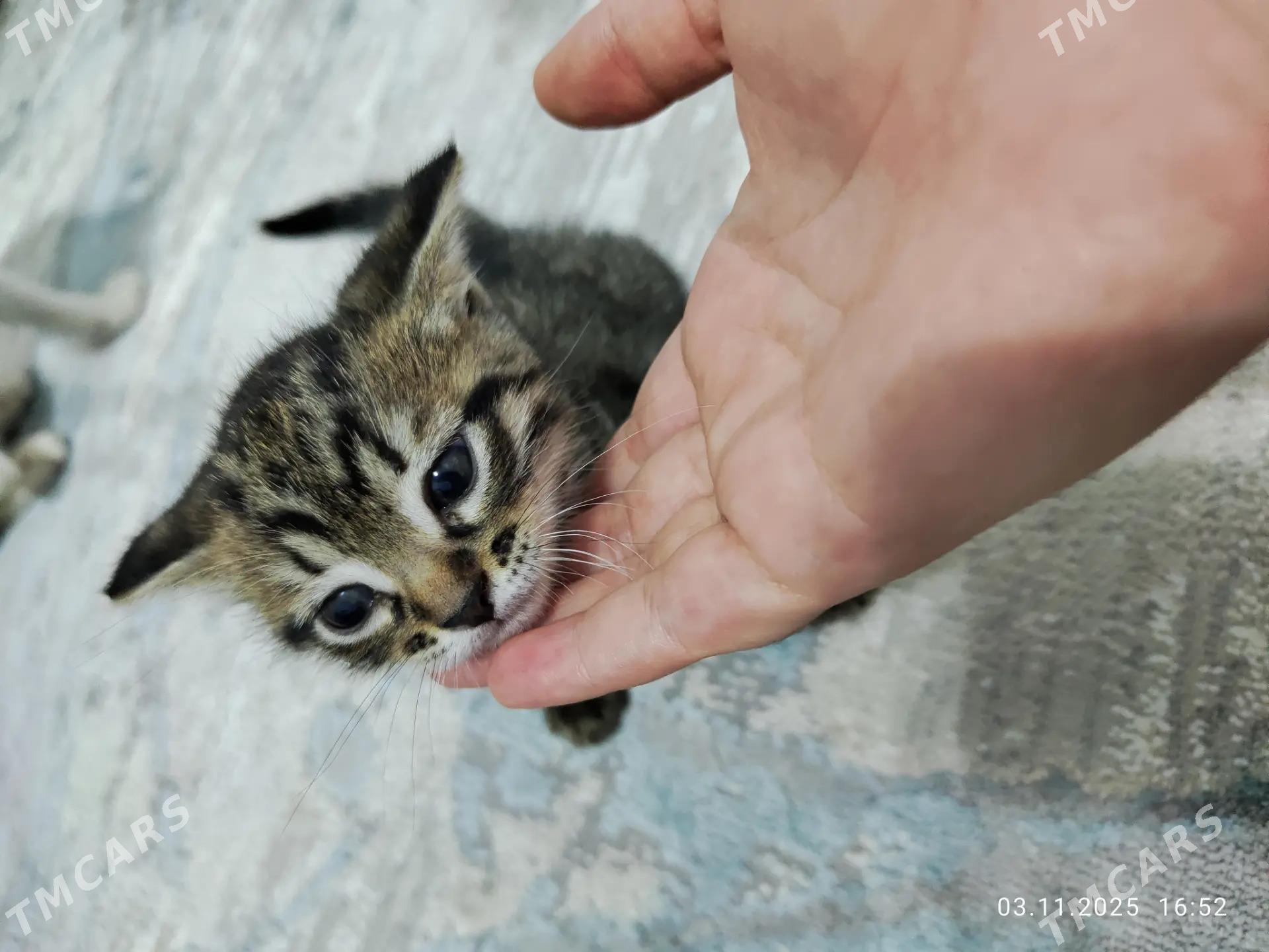 pishik котёнок - Ашхабад - img 2