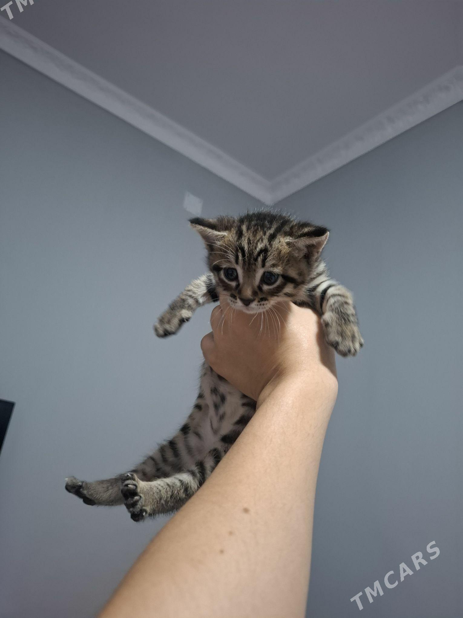 pishik котёнок - Ашхабад - img 6