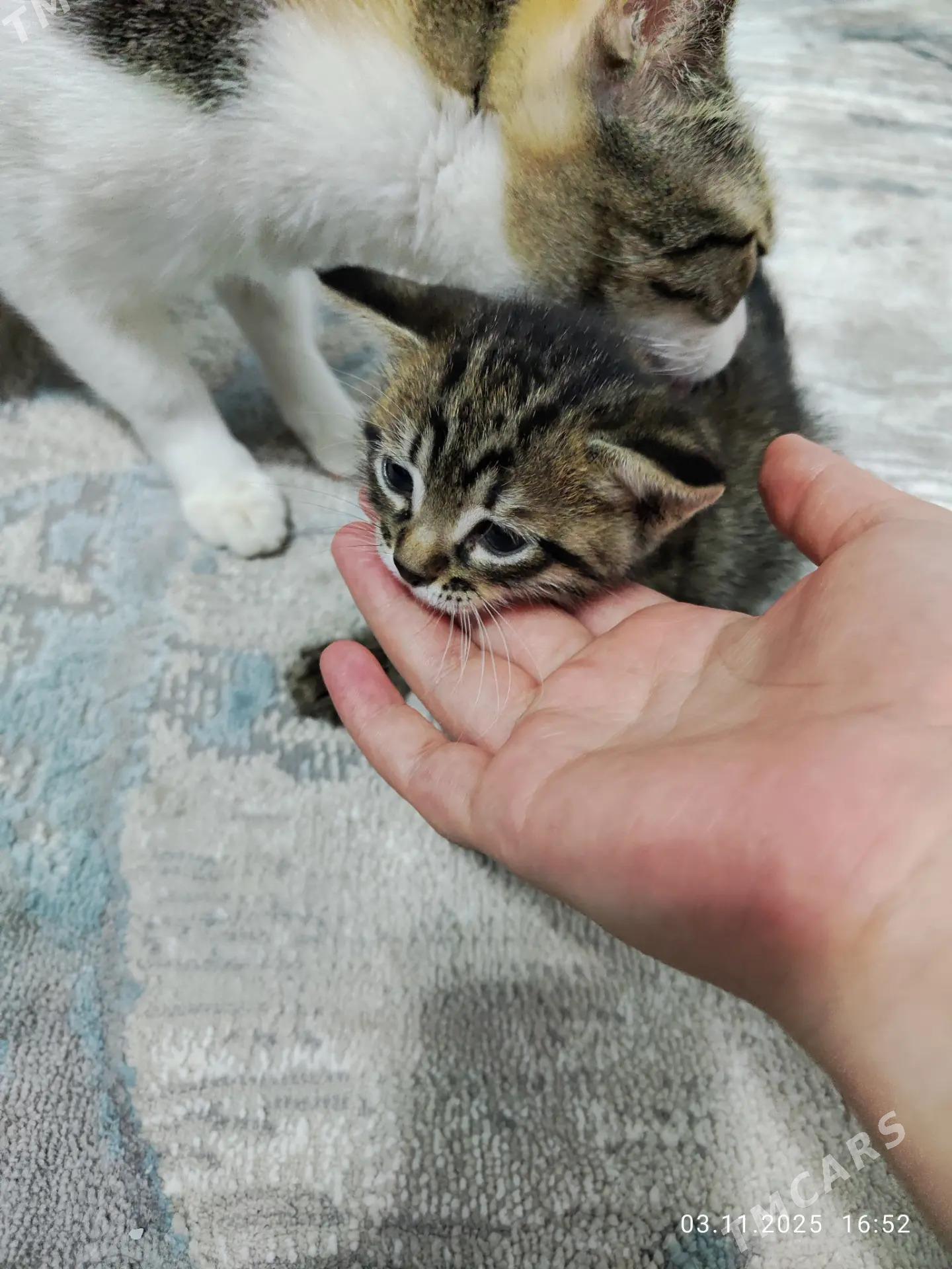 pishik котёнок - Ашхабад - img 4