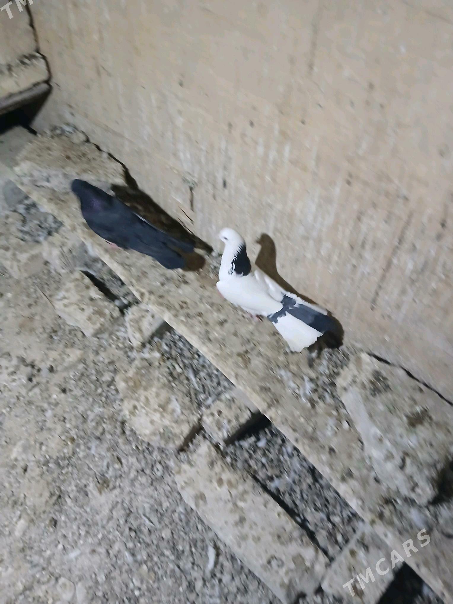 kepderi - Гызыларбат - img 2