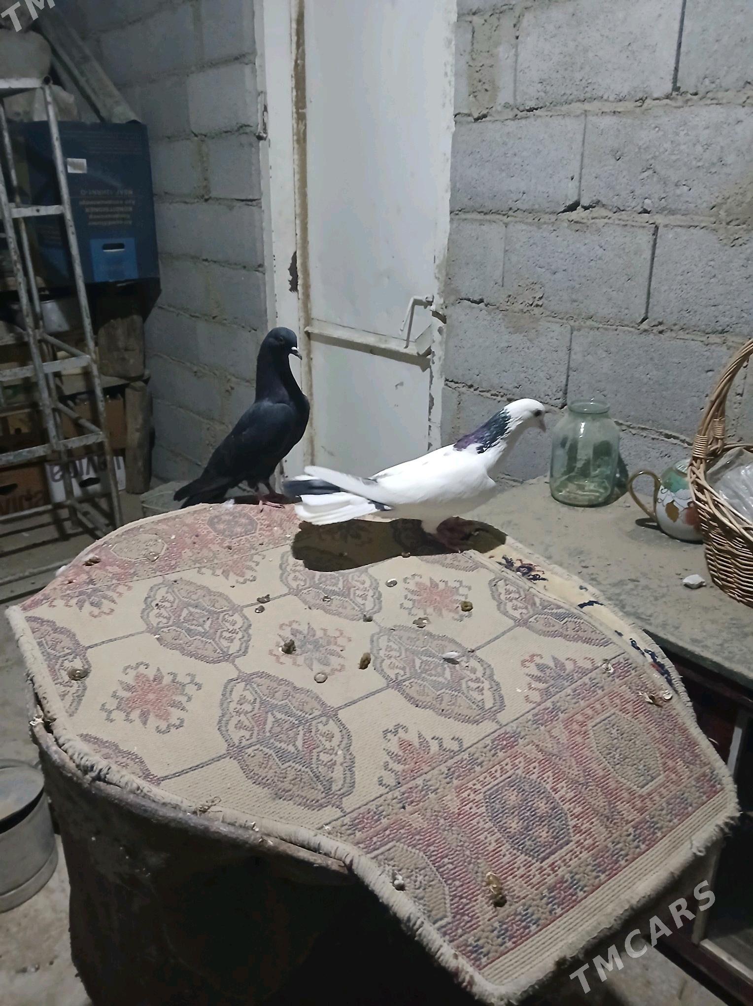 kepderi - Гызыларбат - img 4