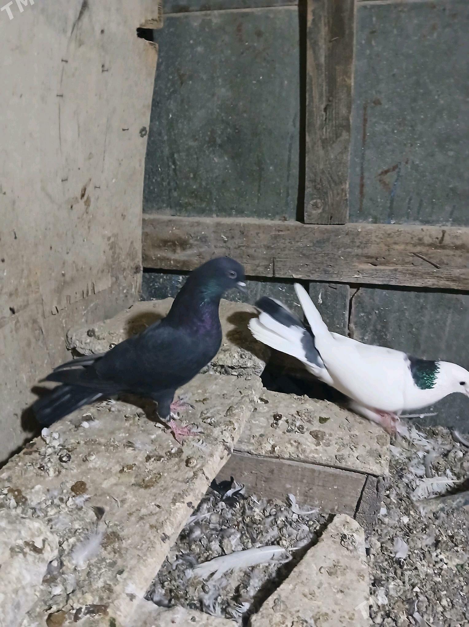 kepderi - Гызыларбат - img 3