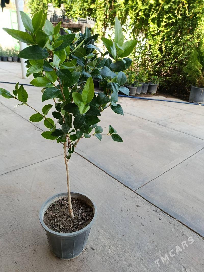 Biryucina - Aşgabat - img 2