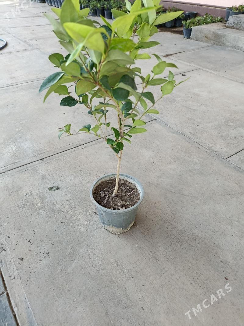 Biryucina - Aşgabat - img 1