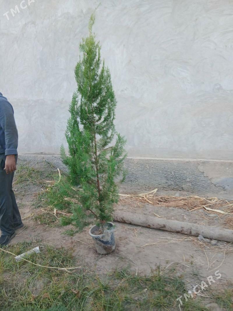 Satlyk Tuýa - Türkmenabat - img 2