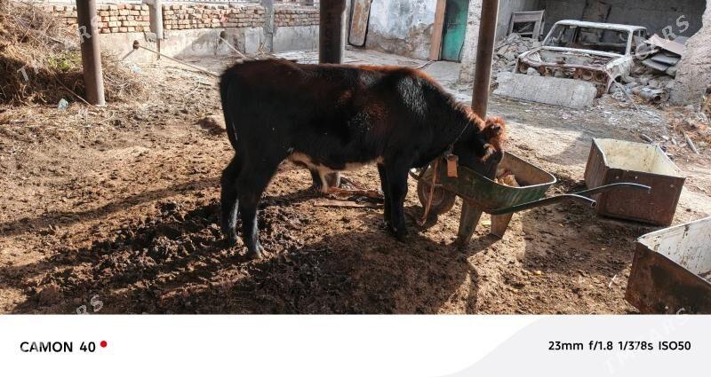 okuzce - Кëши - img 3