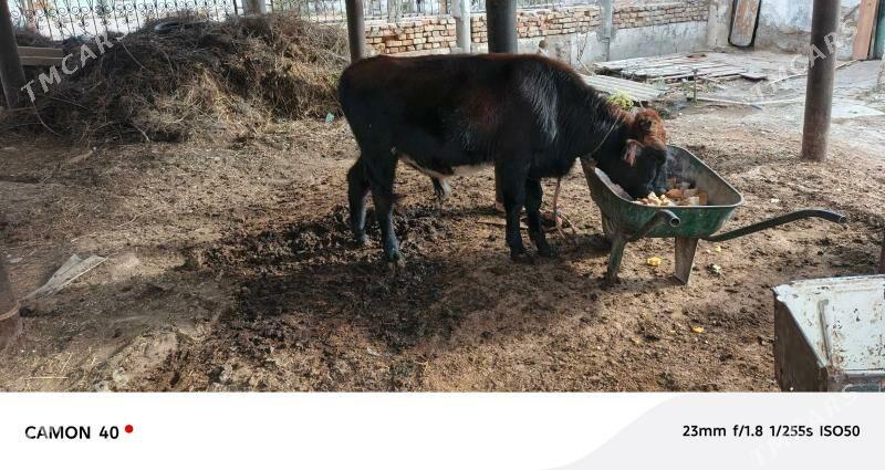 okuzce - Кëши - img 2