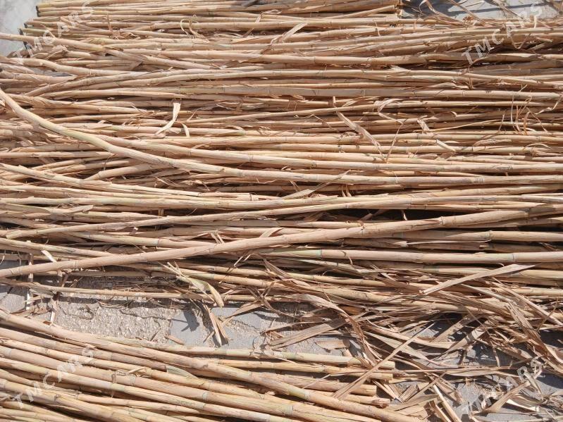 Gamys - Balkanabat - img 5