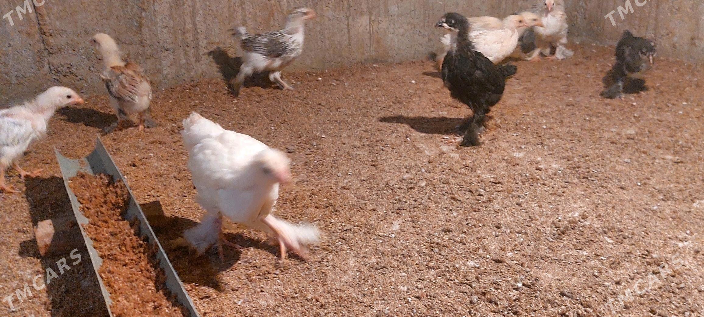 jüje - Tejen - img 2