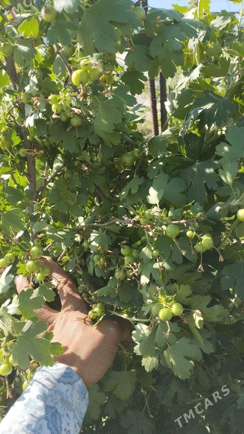 corny smarodina - Gypjak - img 5