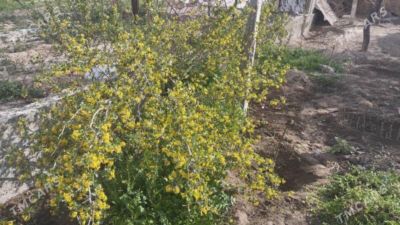 corny smarodina - Gypjak - img 2