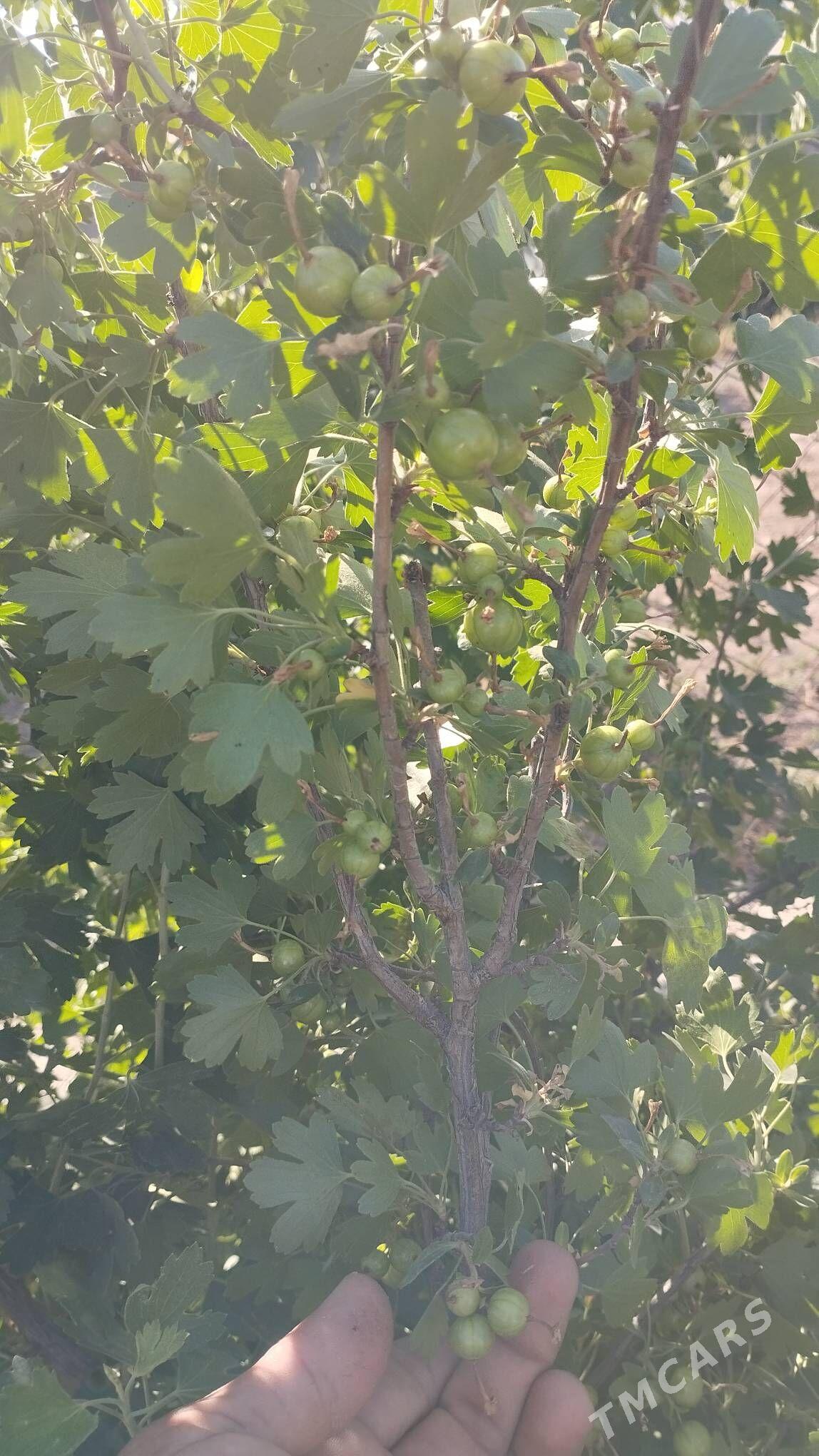 corny smarodina - Gypjak - img 4