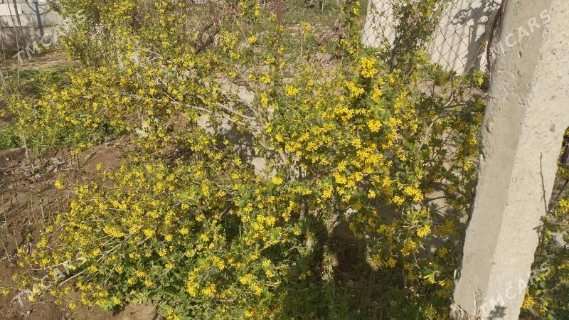 corny smarodina - Gypjak - img 1