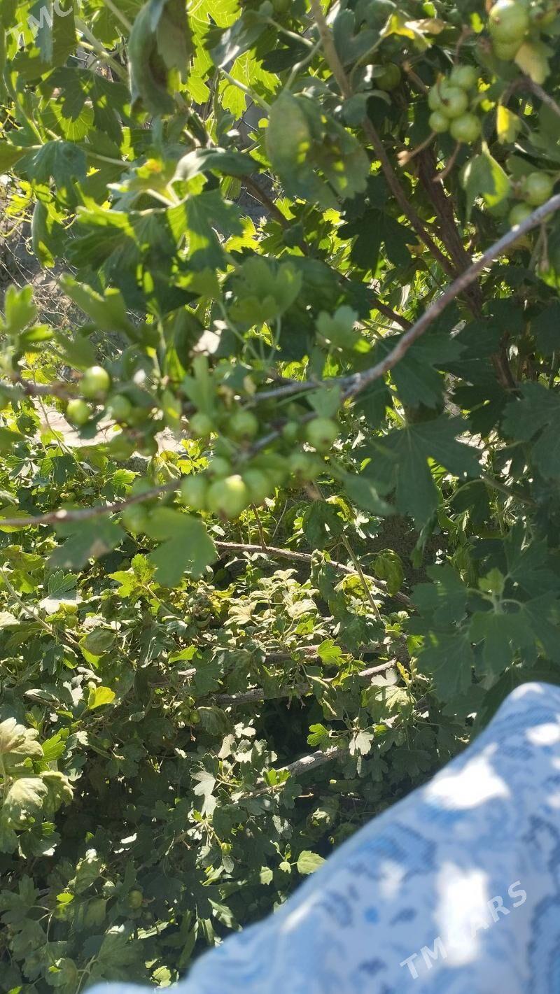 corny smarodina - Gypjak - img 3