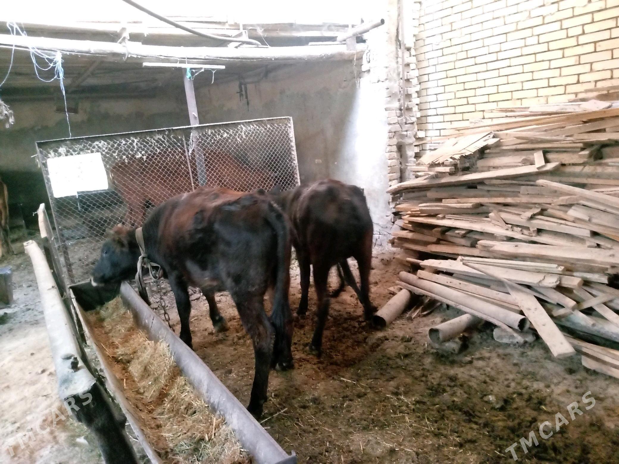 iki ýaşan gulajyn bakylan - Мары - img 2