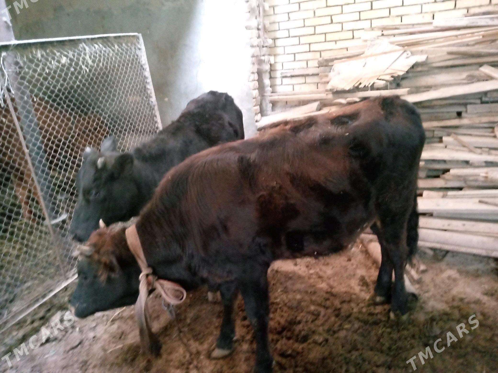 iki ýaşan gulajyn bakylan - Мары - img 1