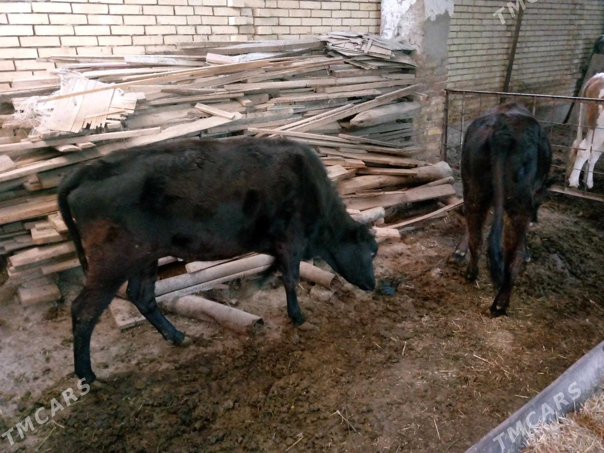 iki ýaşan gulajyn bakylan - Мары - img 3