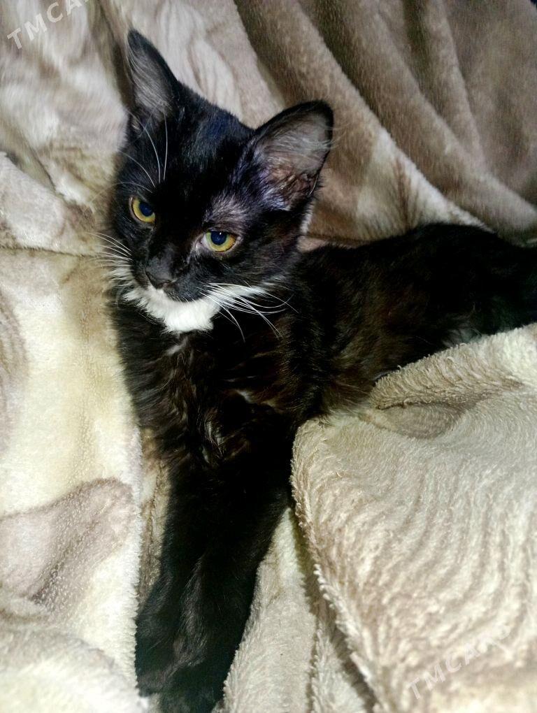 Котёнок - Туркменабат - img 2