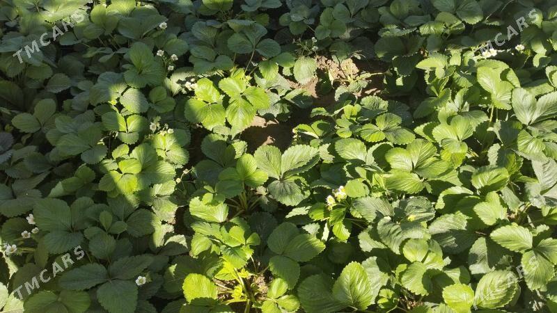 klubnika yer tudana - Кипджак - img 3