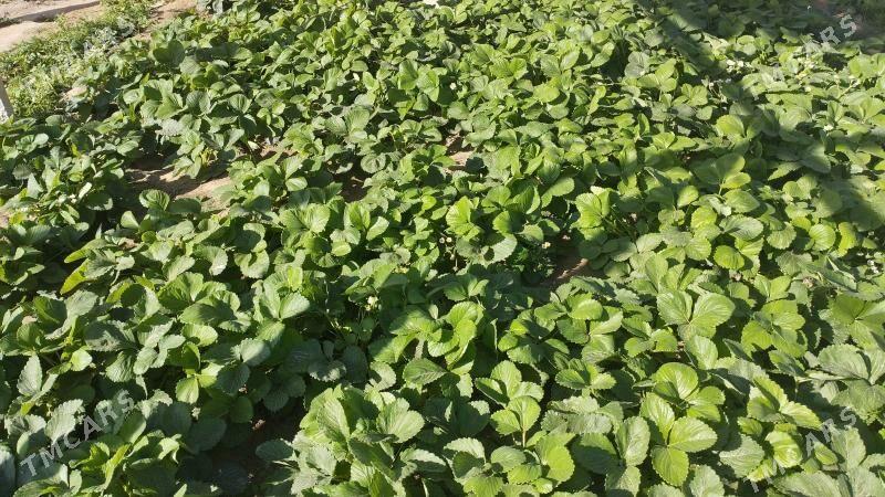 klubnika yer tudana - Кипджак - img 4