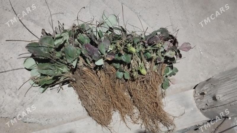 klubnika yer tudana - Кипджак - img 5