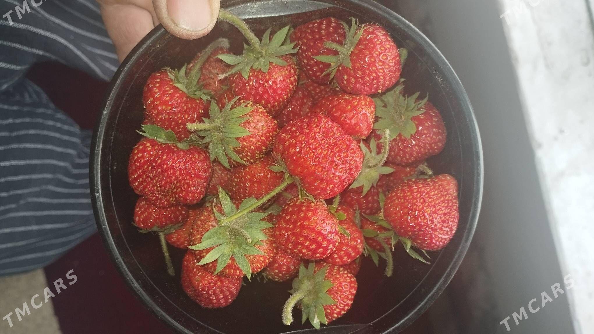 klubnika yer tudana - Кипджак - img 2