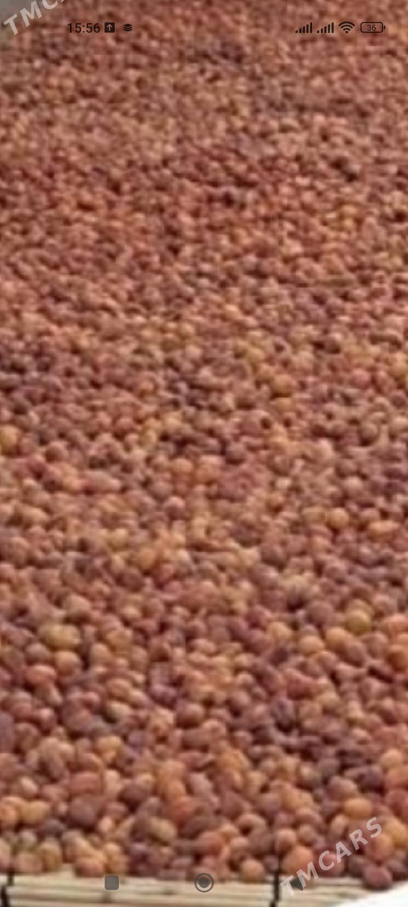 Kak erik - Gurbansoltan Eje - img 2