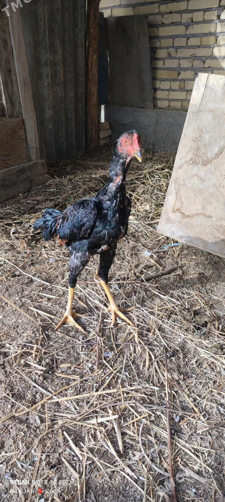 baysok horaz - Дянев - img 2