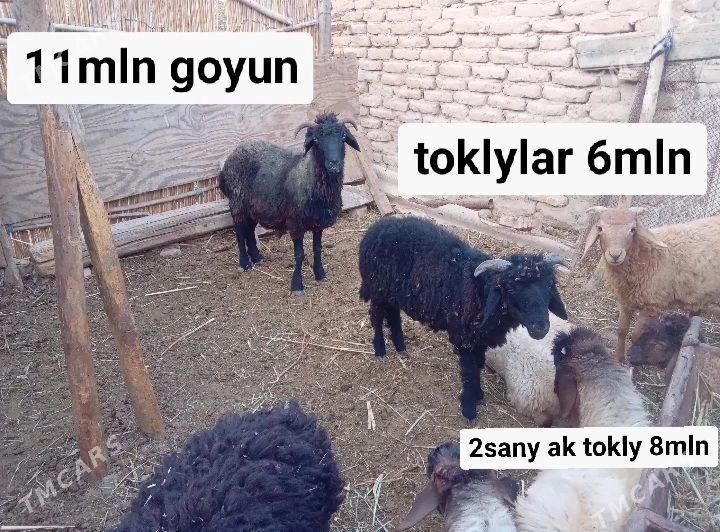 GOYUN TOKLY ISSEK - Şatlyk - img 2