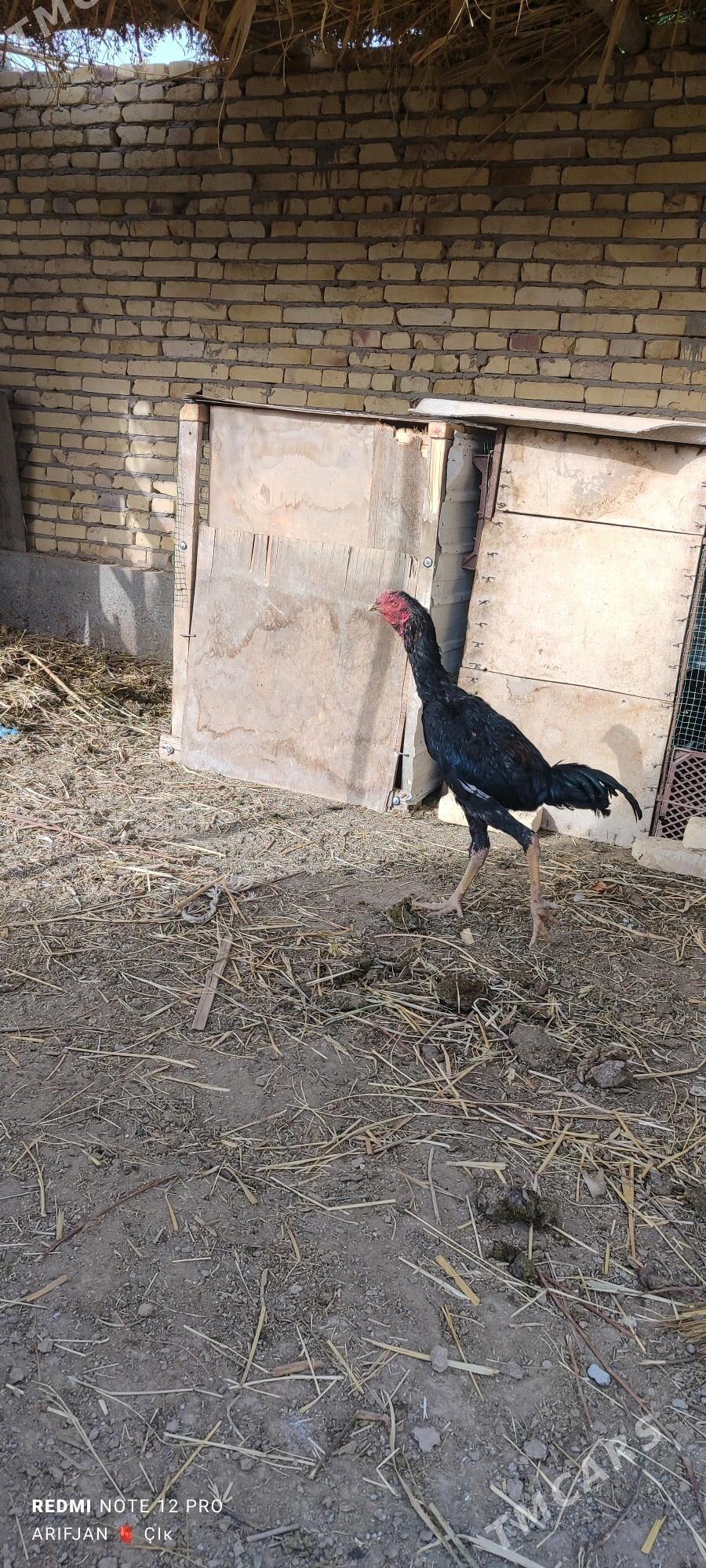 baysok horaz - Дянев - img 3