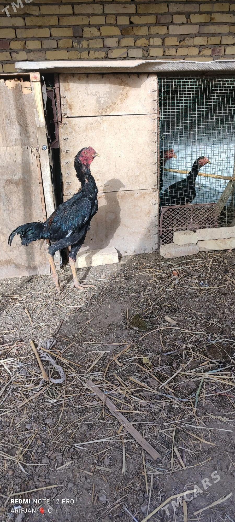 baysok horaz - Дянев - img 4