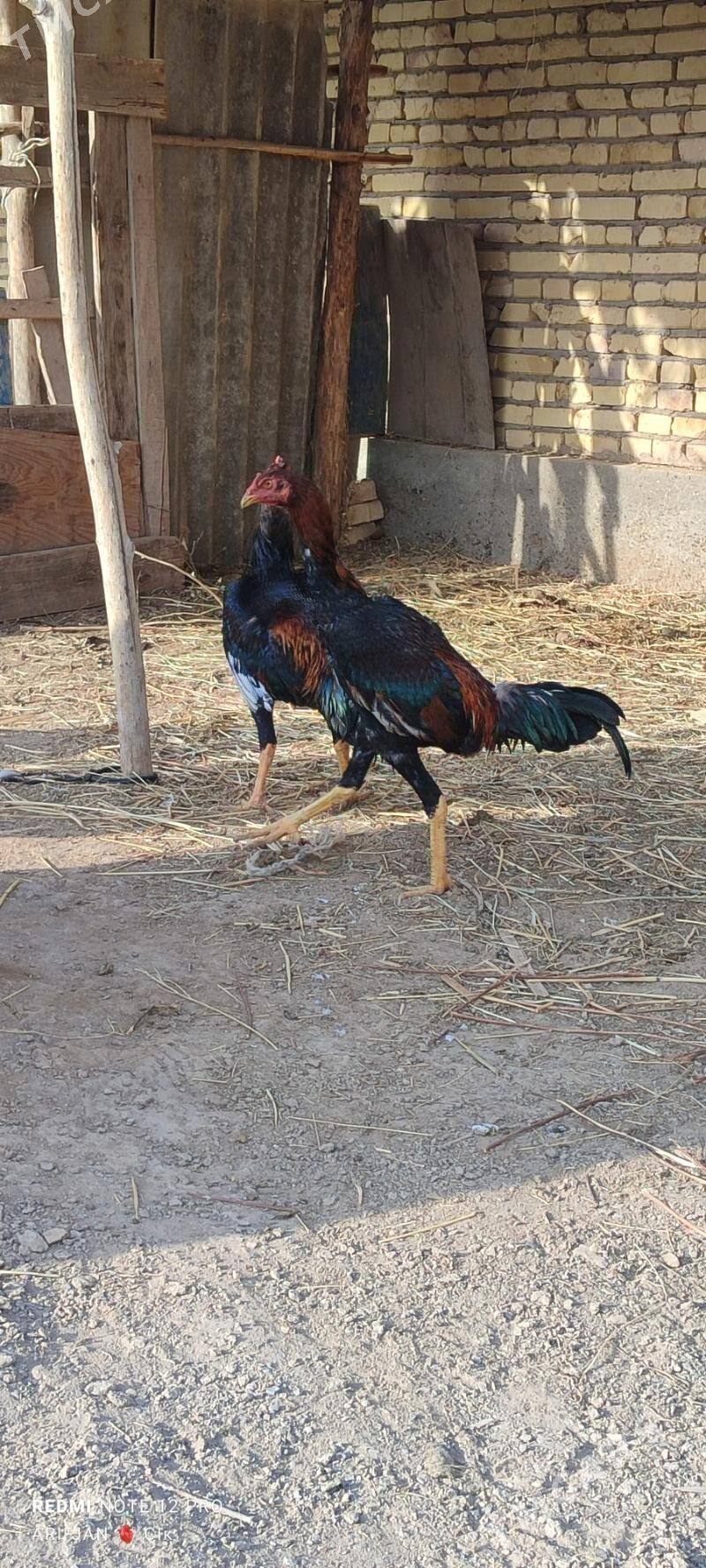 baysok horaz - Дянев - img 6