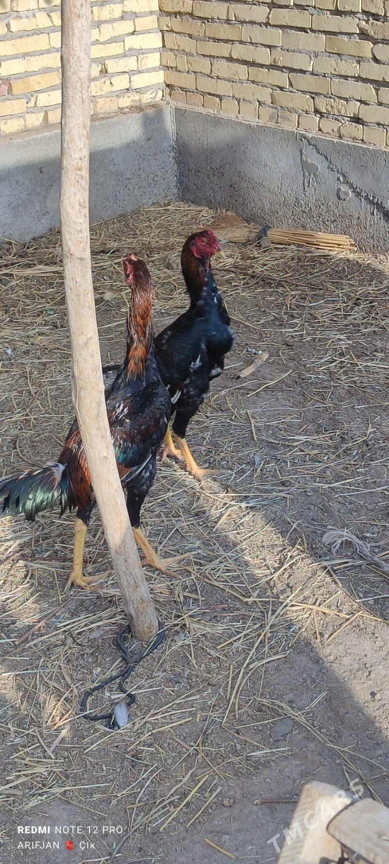 baysok horaz - Дянев - img 5