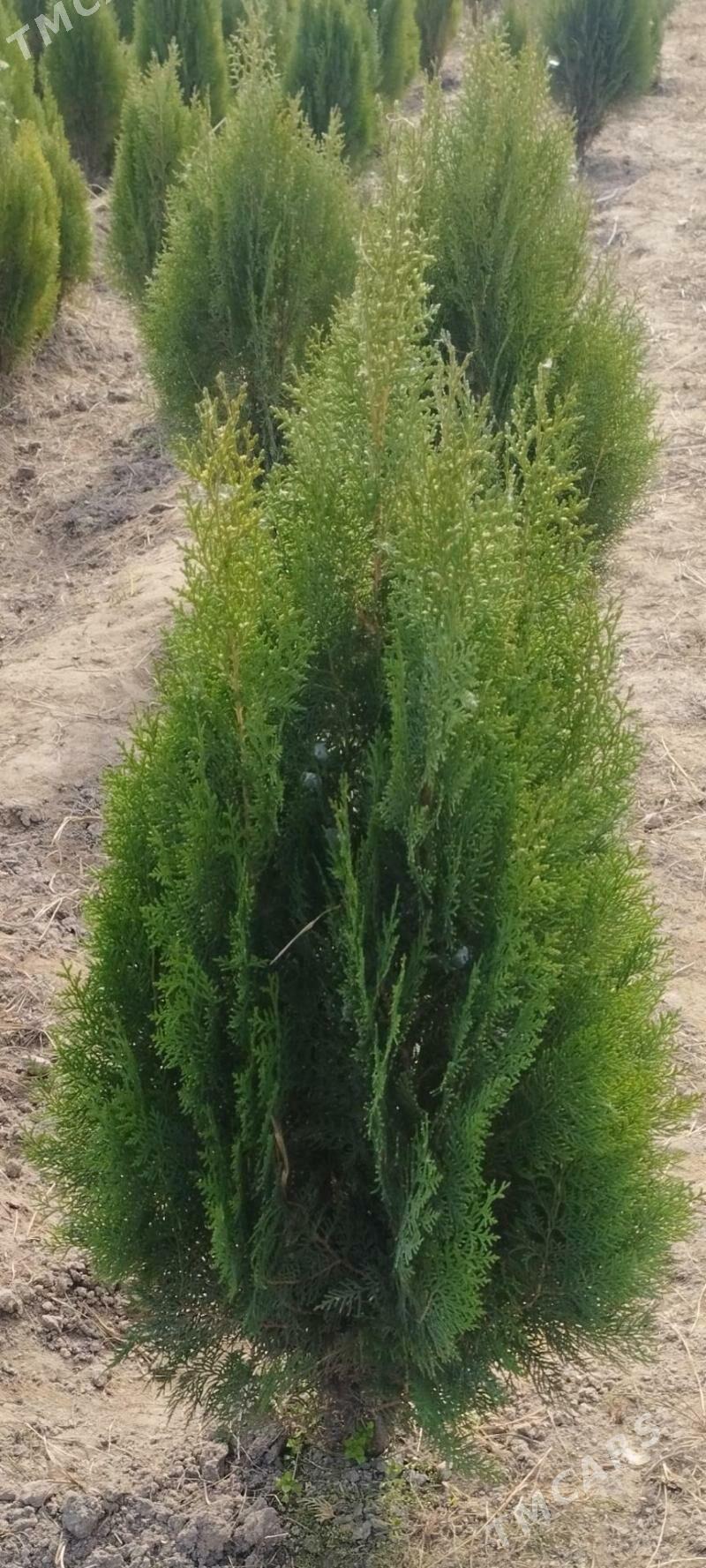 Satlyk türk kompakt tuýa - Туркменабат - img 6