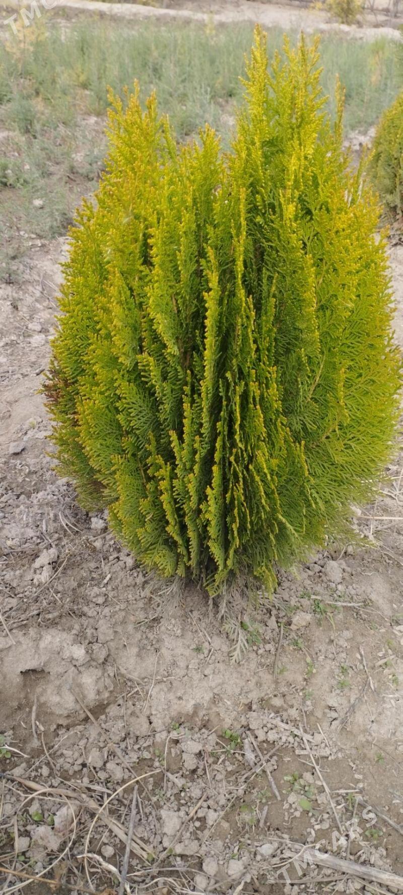 Satlyk türk kompakt tuýa - Туркменабат - img 5