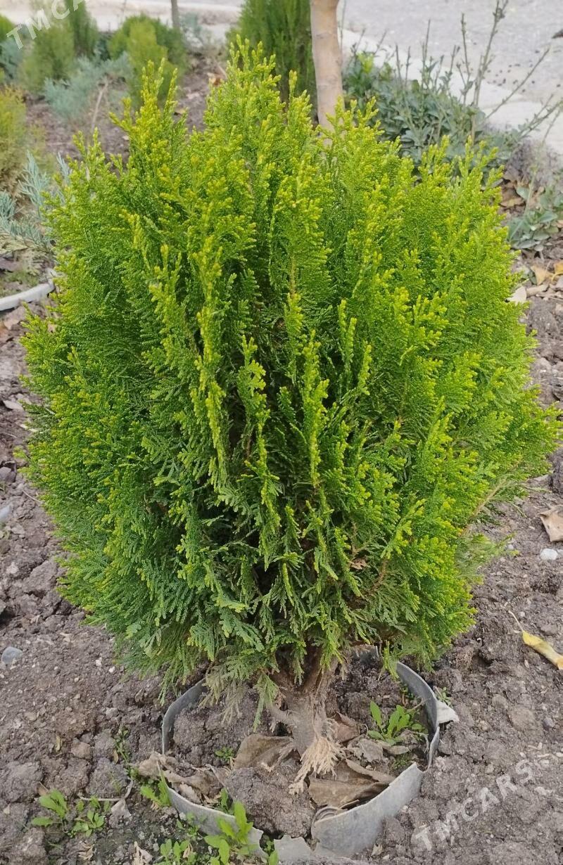 Satlyk türk kompakt tuýa - Туркменабат - img 4