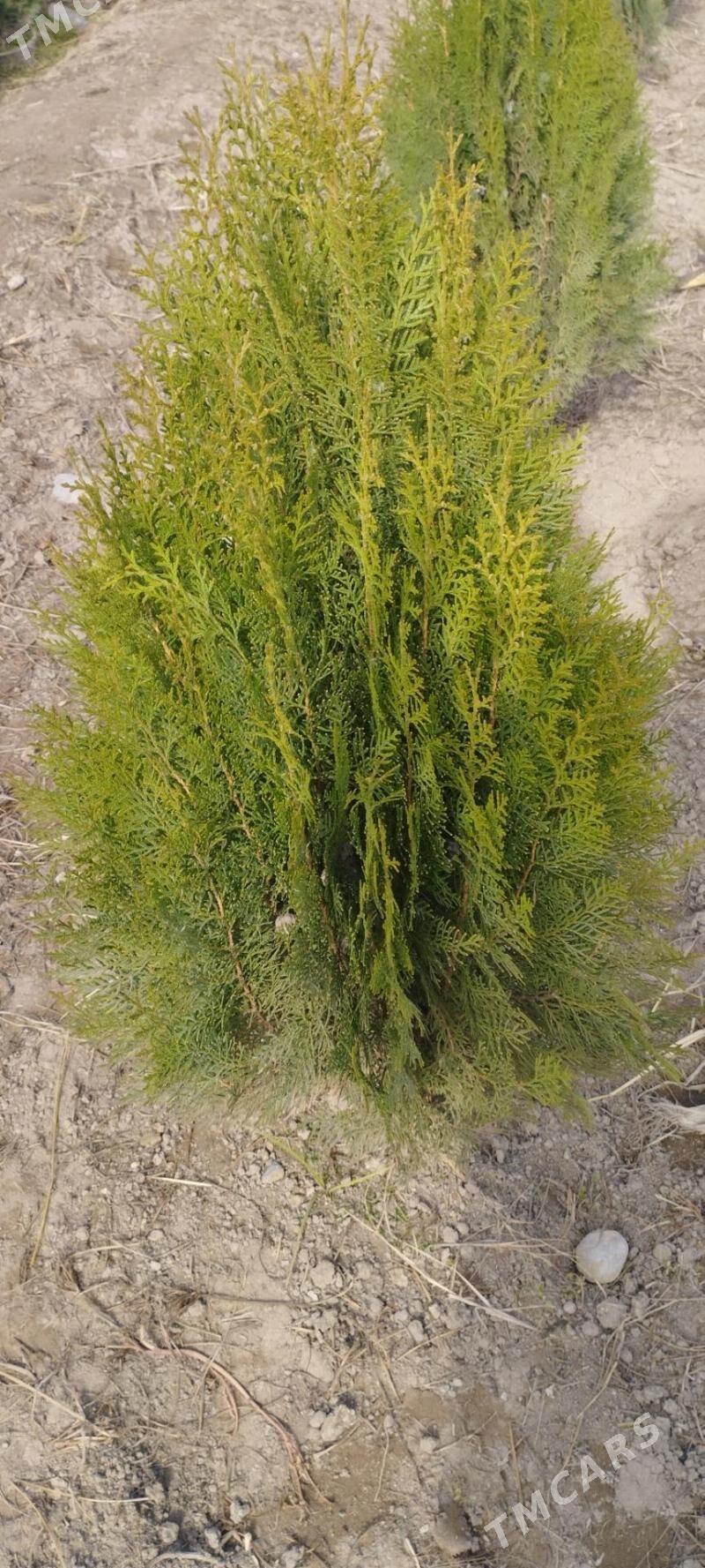 Satlyk türk kompakt tuýa - Туркменабат - img 3