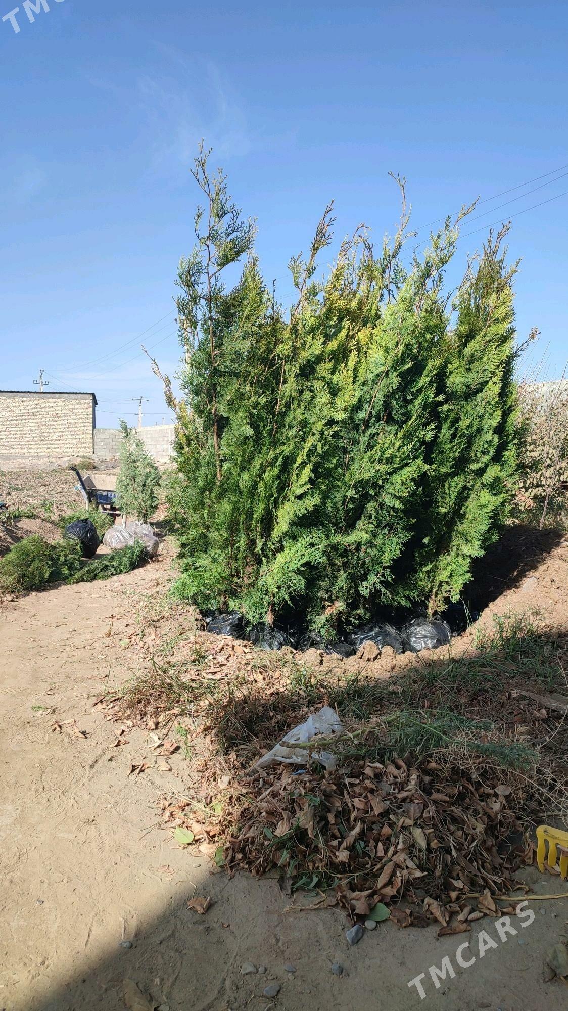 Ýolka - Бузмеин - img 5