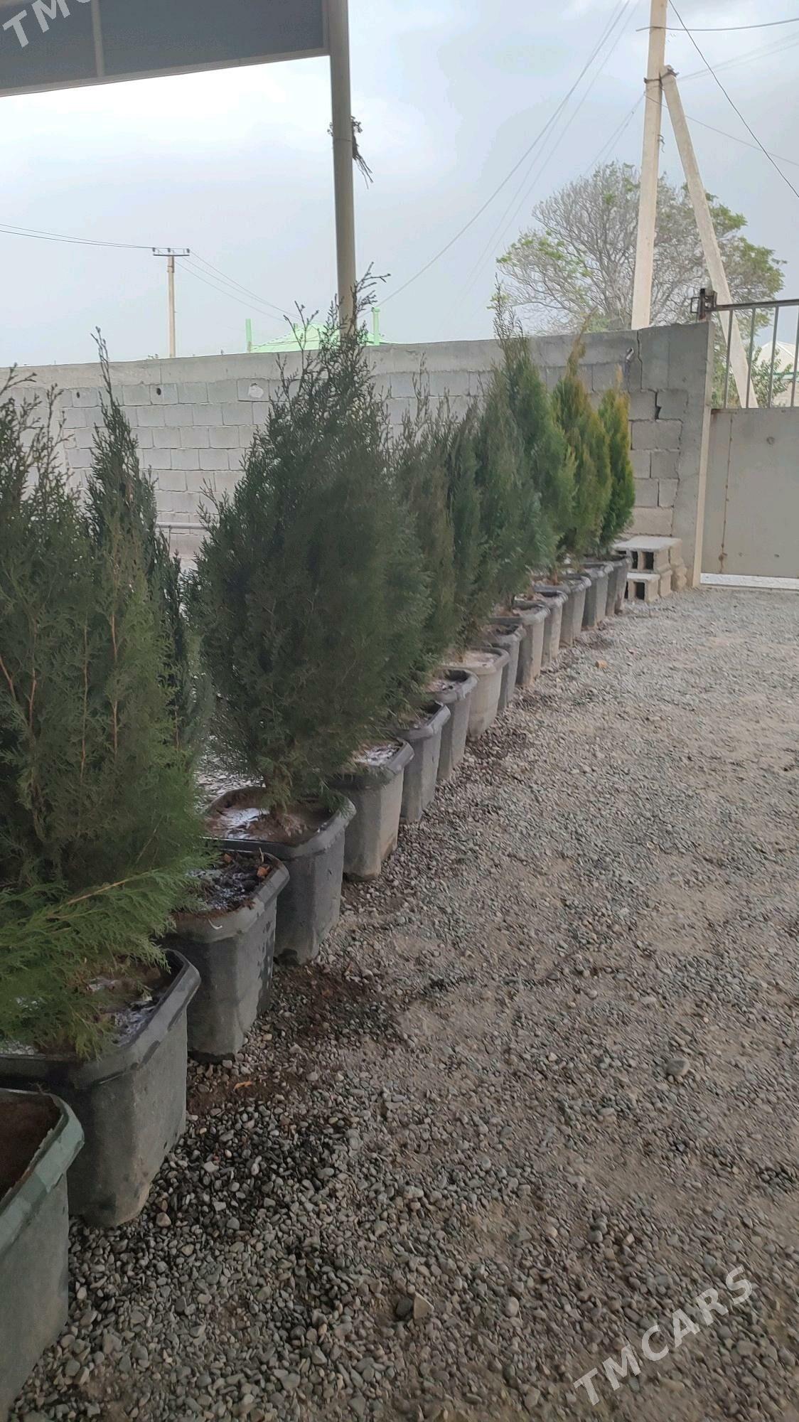 Ýolka - Бузмеин - img 2