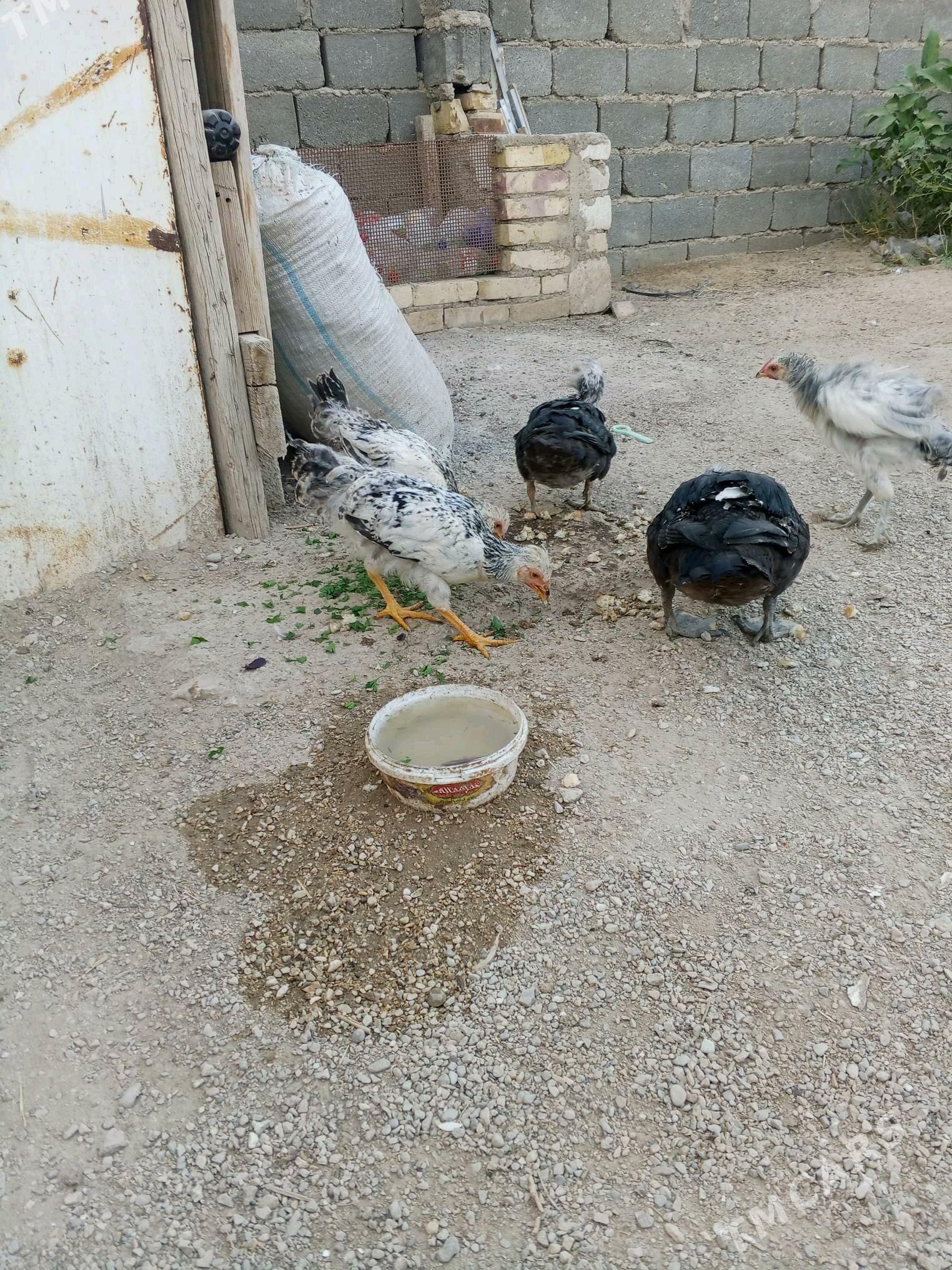 Ördek we brama jüýjeler - Джебел - img 2