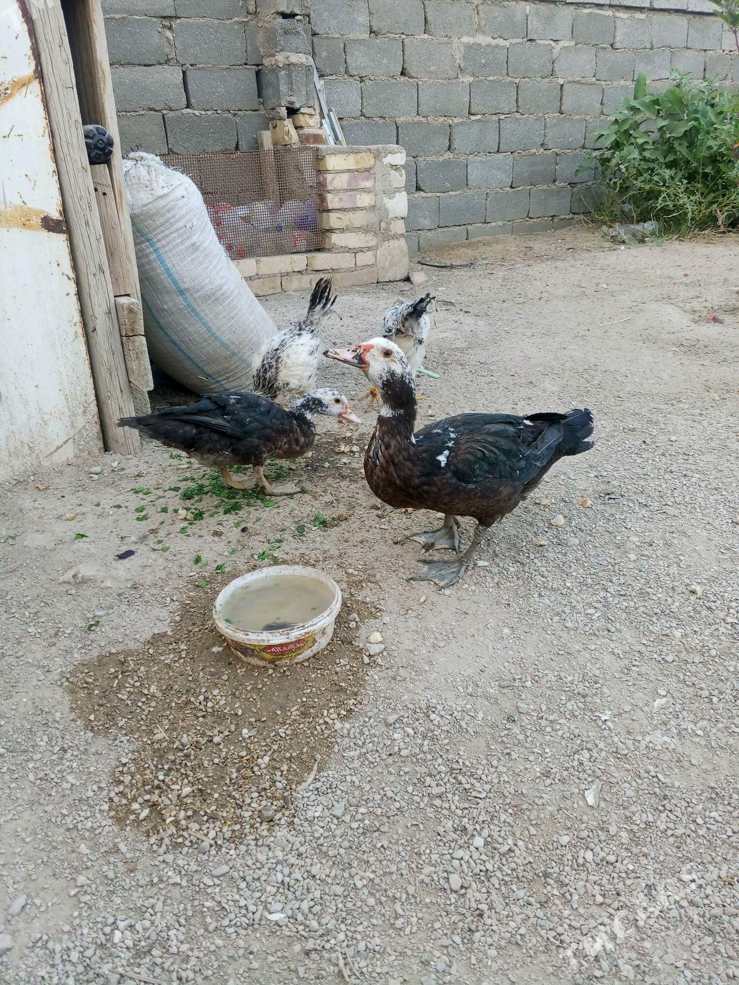 Ördek we brama jüýjeler - Джебел - img 3