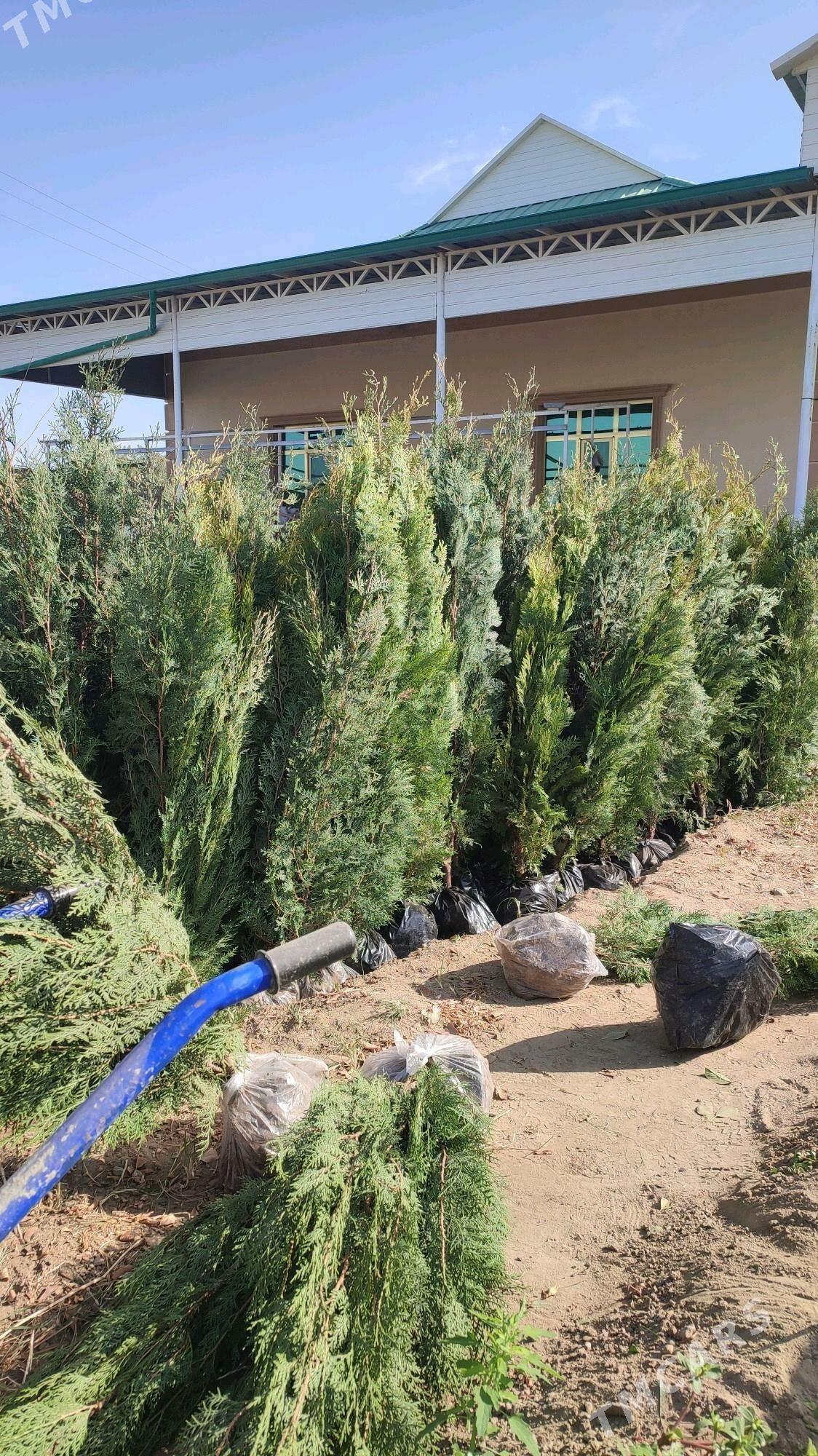 Ýolka - Бузмеин - img 4