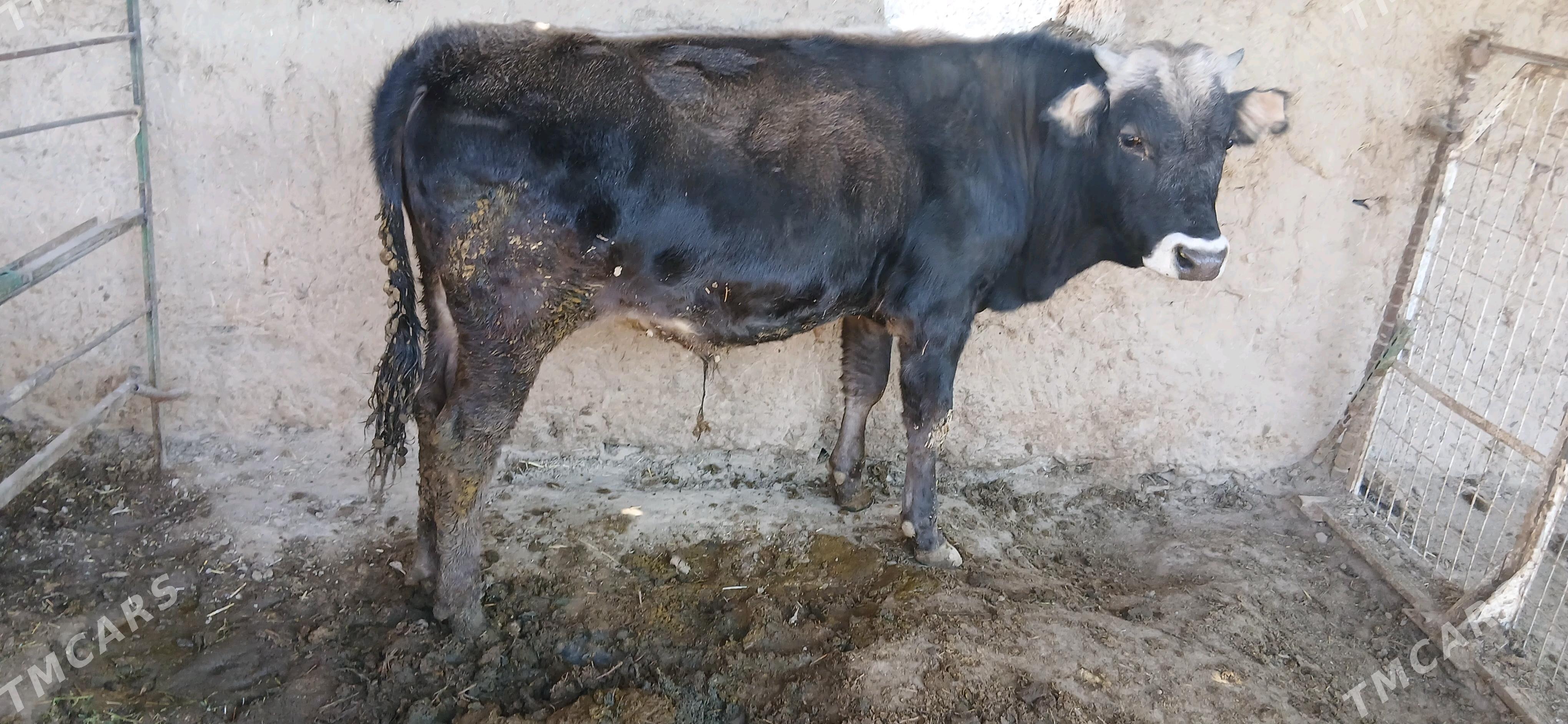 okuz - Бахарден - img 2