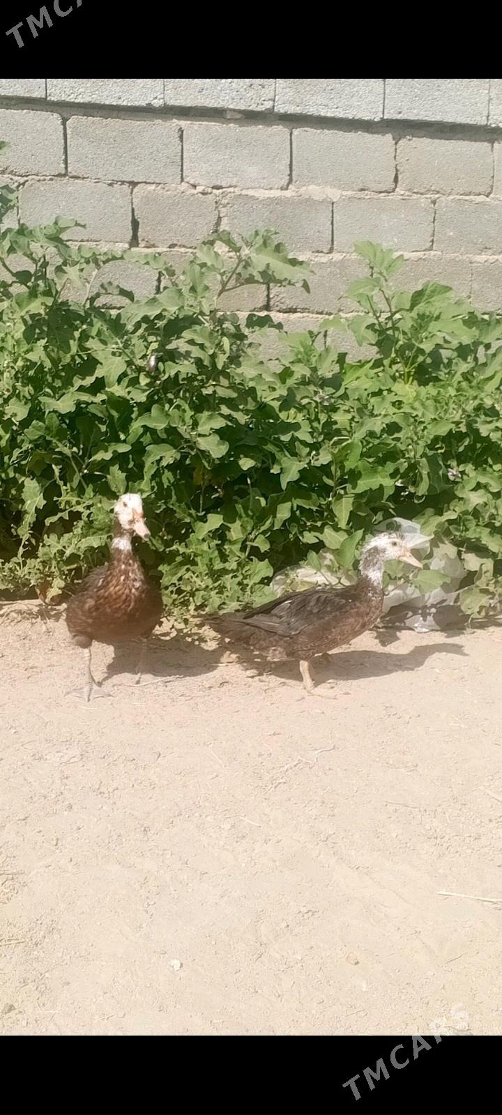 Ördek we brama jüýjeler - Джебел - img 4