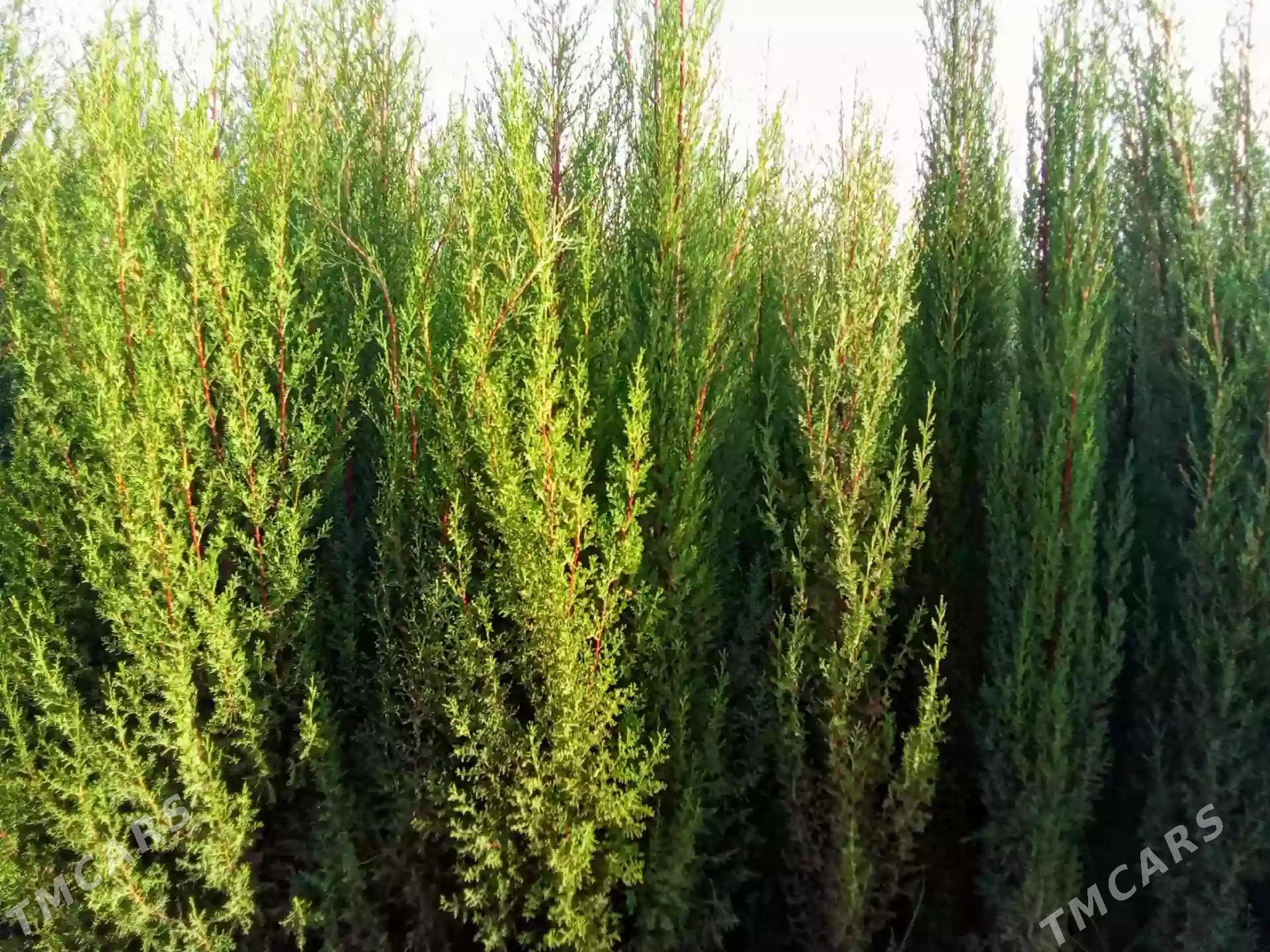 Satlyk türk ýaşyl kiparisy - Türkmenabat - img 2