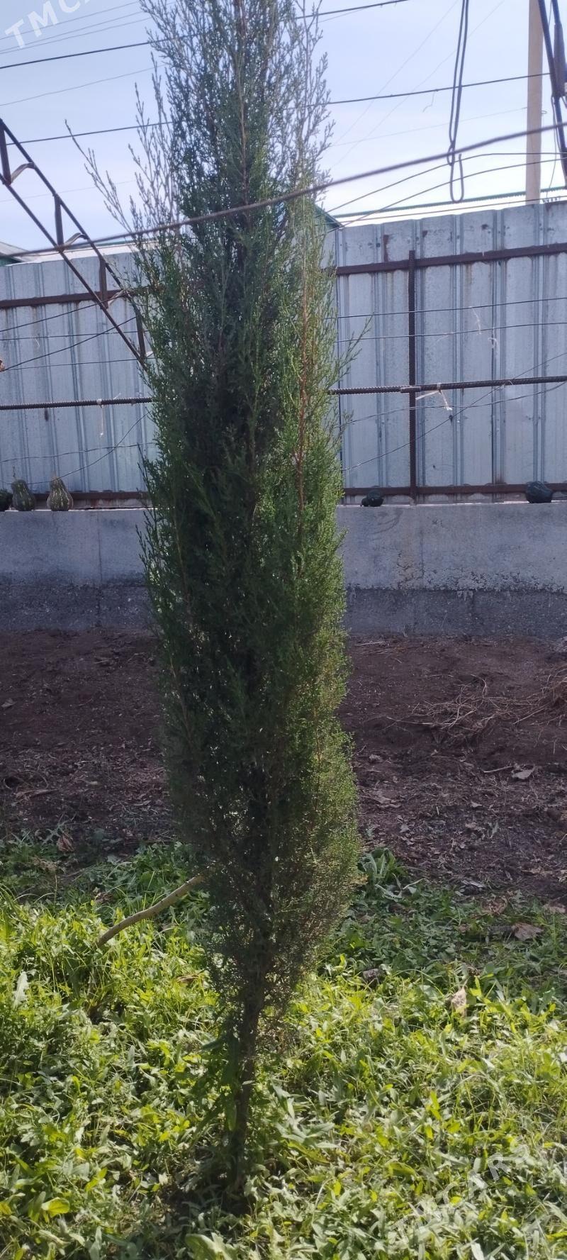 Satlyk türk ýaşyl kiparisy - Türkmenabat - img 1