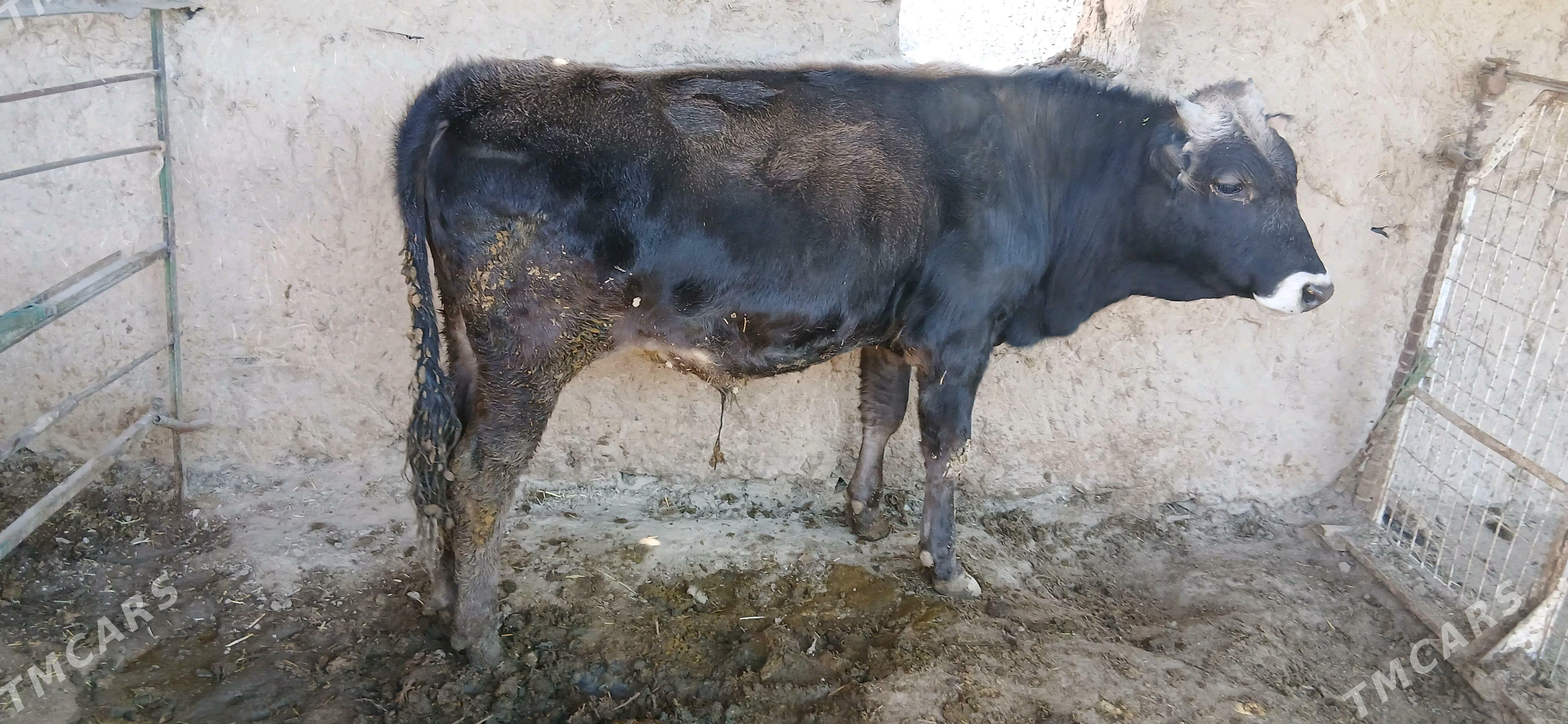 okuz - Бахарден - img 1