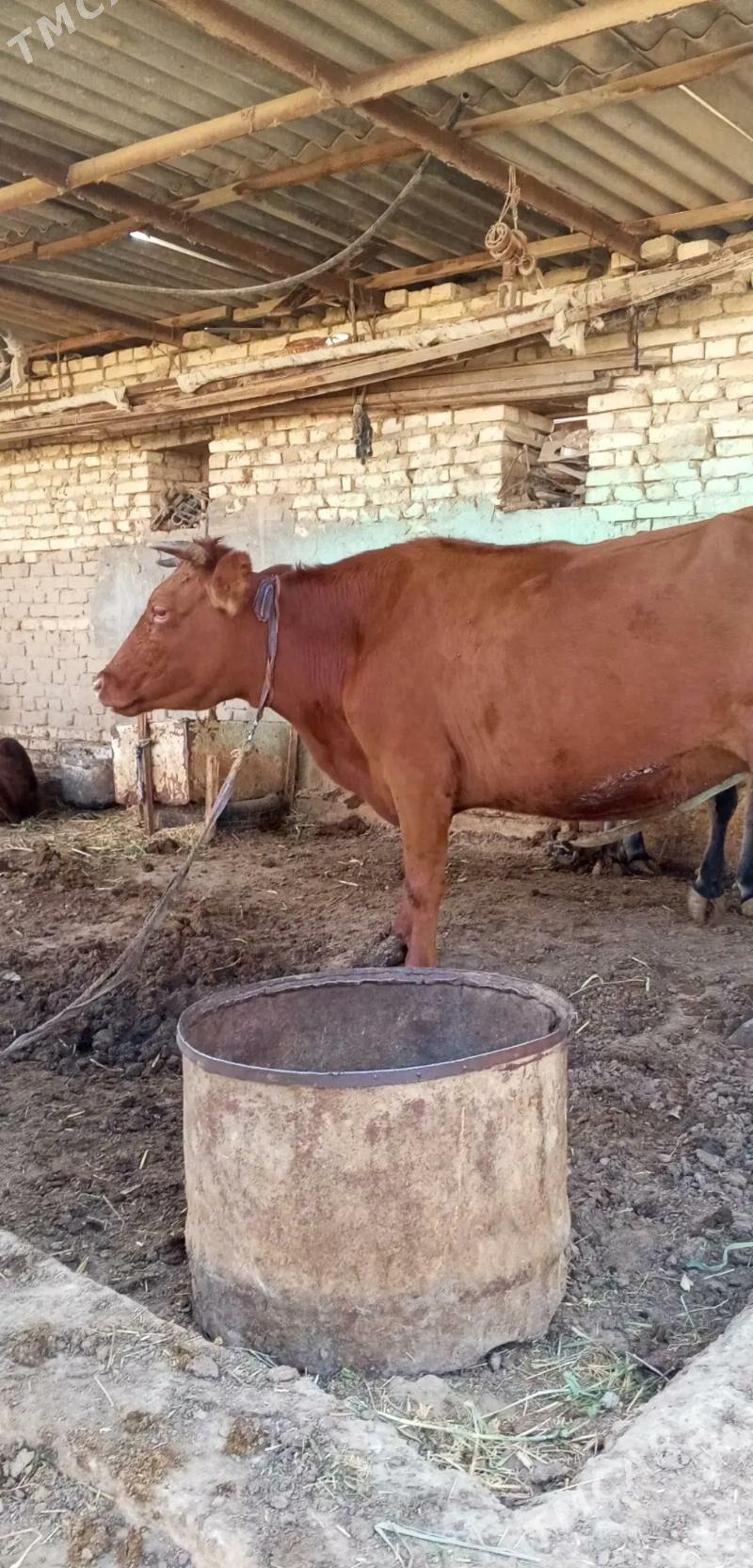 gölgeli sygyr - Murgap - img 1