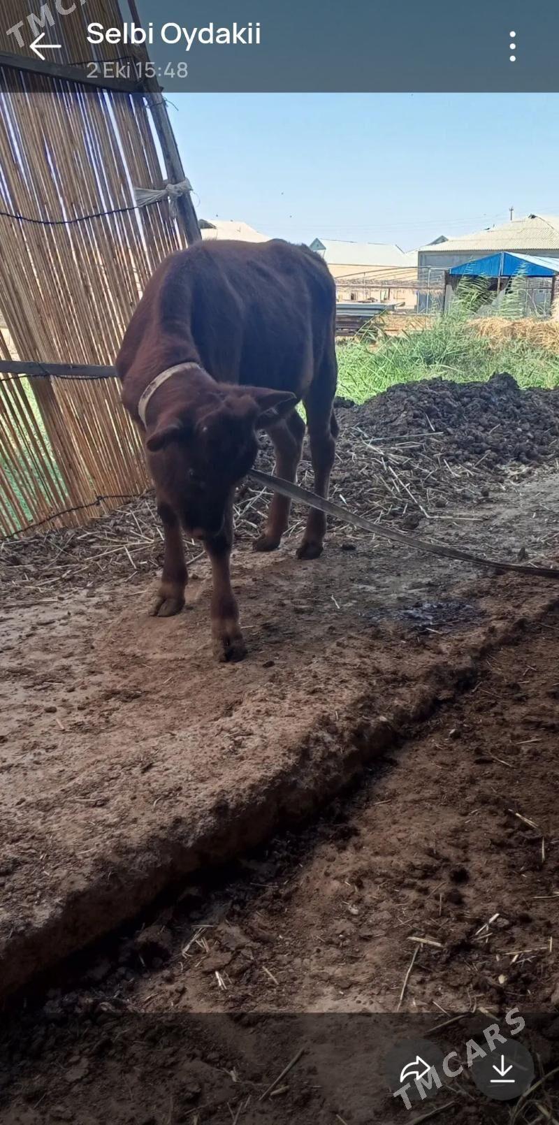 gölgeli sygyr - Murgap - img 3