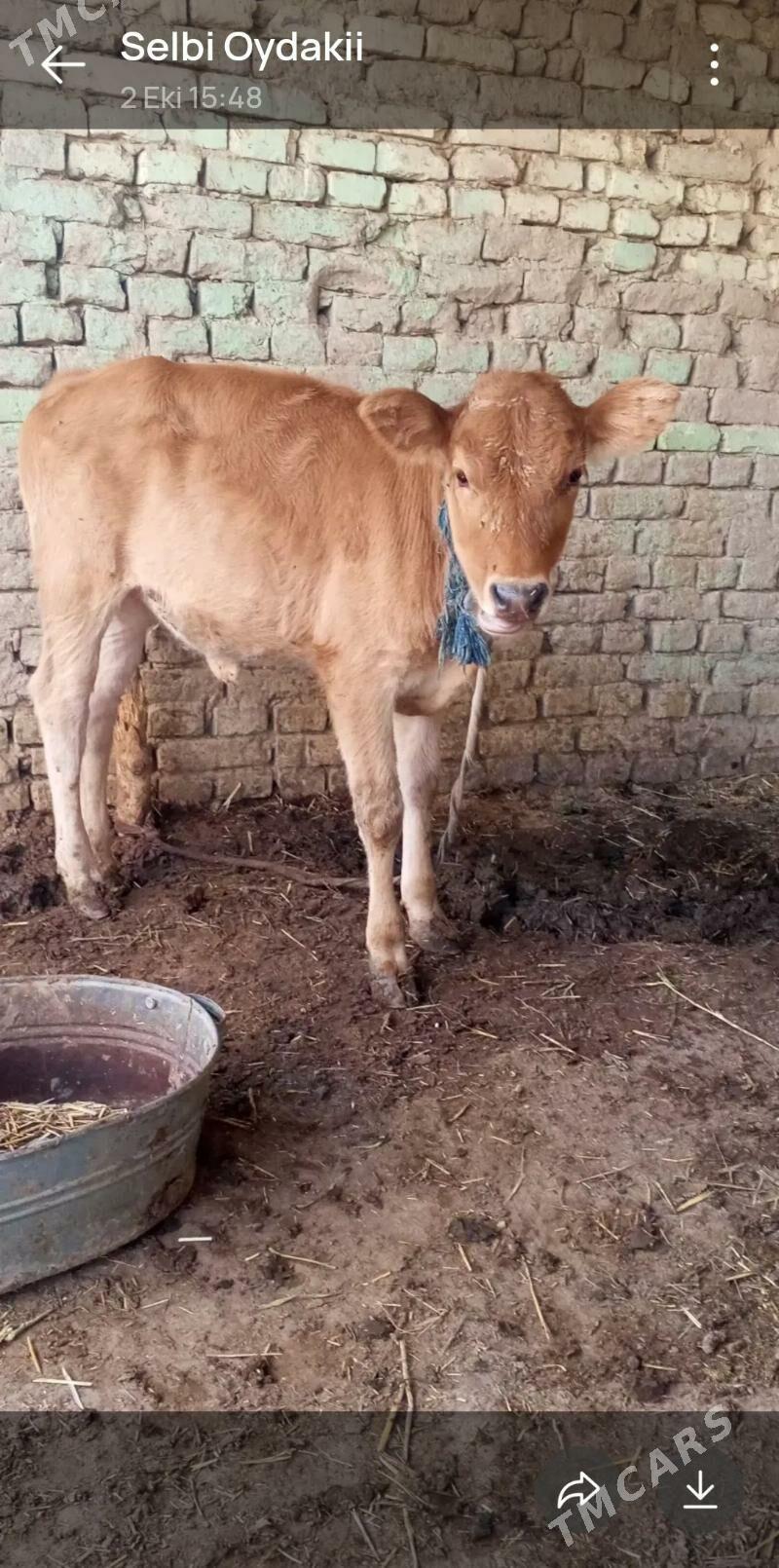 gölgeli sygyr - Murgap - img 5